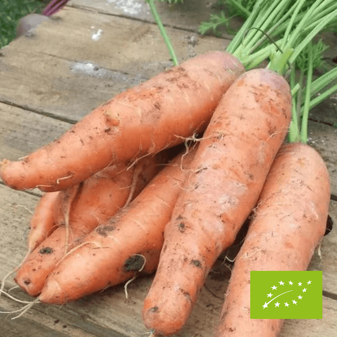 Marchew EKO 1 kg