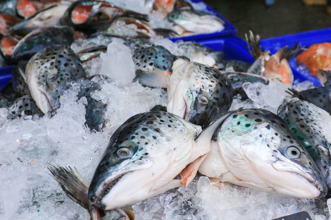Ryby i owoce morza – głęboki smak oceanu na Twoim talerzu