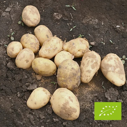Ziemniaki belmondo EKO 1 kg