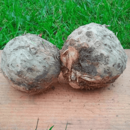 Seler 1 kg